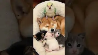 Adorable nap time: puppy cuddles two kittens! #cat #cute #funny #pets #shibainu #cutecat #kitten