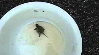 little snapper