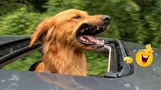 These Dogs Will Make You Laugh More Than You Think 😂🐶 Funniest Dog Videos Ever!