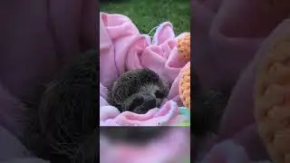 Sloth Shows Gratitude to Rescuers with Heartwarming Smile ❤️