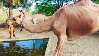 THAR Desert camels life | حياة الجمل الصحراوية | #viral