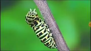 Lifecycle of a butterfly in real life (2:52min)