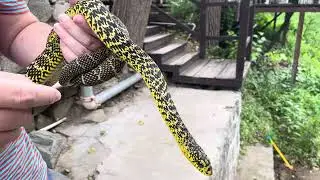 King rat snake (Elaphe carinata), Beijing