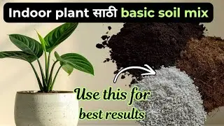 Easy soil mix for indoor plants | #plants #soilhealth #garden #indoorgardening 