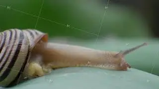 Garden Snail Crawls on Green Leaf