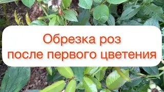 Обрезка роз после первого цветения🌹