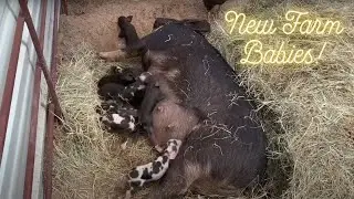 Farm Adventure: Pig Gives Birth to a Bunch of Cute Piglets! #farming #viral #homesteading