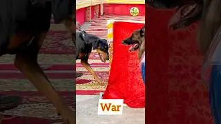 Why My Dogs Are Fighting 🤯 | Funny Dogs Dubbing Golden Retriever vs. German Shepherd : The Rematch 🥇