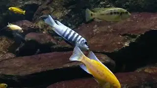 Malawi Biotope Tank 840l