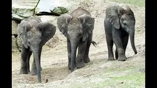 Drie olifantjes verkennen voor het eerst de Olifantenvallei in Beekse Bergen