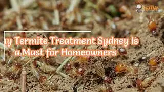 EMK Termite & Pest Control Sydney - Why Termite Treatment Sydney Is a Must for Homeowners