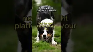 Turn Your Pet into a Star! Tips for becoming an influencer with your furry friend #millionairepets