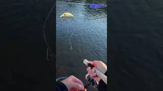 【AREA TROUT FISHING】2025.11.8 Part10