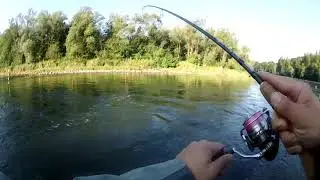 Pstrągi z Dunacja #2. Fish Arrow Flash-J Split Tail. Tsuri Trout Passion