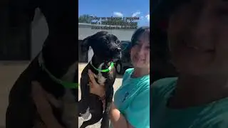 Emotional Arrival: Rescue Dogs Saved from Kill Shelters Arrive at The Hotel 🐾❤️