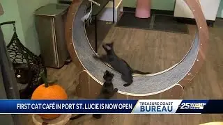 Port Saint Lucie's first 'cat cafe' opens, helps adoptable cats find homes