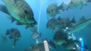 Mermet Dive 2020