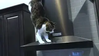Cabinet Capers:  A Tabby's Slippery Descent