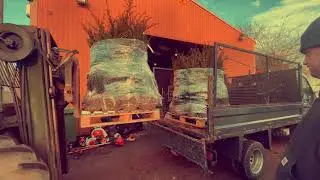 Planting a yew hedgerow