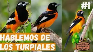 HABLEMOS DE LOS TURPIALES ( Parte #1)