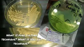 Pure culture technique and Seed lot technique | What is pure culture and seed lot technique??