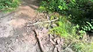 Tracks of Grey Squirrel and of Some Bird 6Aug2025