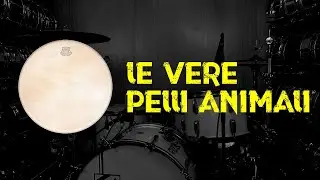LE VERE PELLI ANIMALI - Kentville Drums