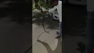 साँप को पकड़ने का तरीका #snake #cobra #सांप #snakecatcher