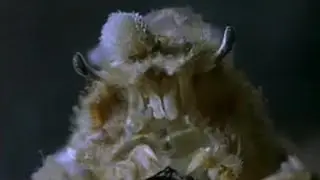 Dresser Crab Camouflage | Weird Nature | BBC Studios