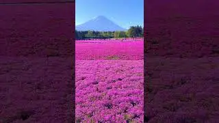 Fuji Shibazakura Festival #fuji #festival #shorts #aroundtheworld #viralshorts