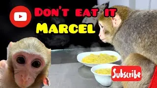 Testing marcel tala , Goldie, funny monkey , funny animals