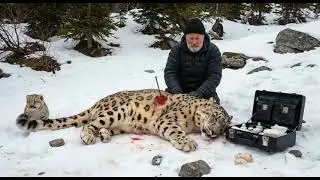 Tiny snow Leopard  cub saves his wounded mother with old mans help! #leopard #rescue #humanity