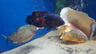 OSCAR VS PIRANHAS | FIGHTING FOR FOOD