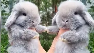 🐰 Cutest baby bunny ever #shorts #shortvideo 🔴 Aww Animals Planet