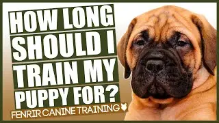 PUPPY TRAINING! How Long Should I Train My Puppy For?