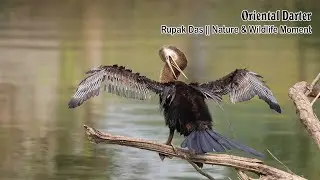 Oriental Darter (Anhinga melanogaster) Rupak Das Nature & Wildlife Moments