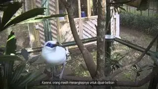 Bali Starling, The Icon
