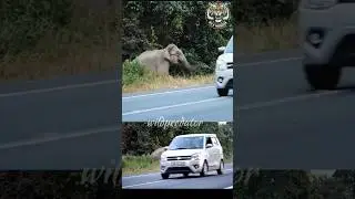 Elephant crossing zone #road #wildpredator #nature #animallife #wildliferescue #accident #wildlife