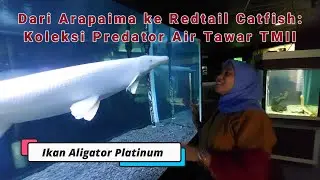 Dari Arapaima ke Redtail Catfish: Koleksi Predator Air Tawar TMII   #tmii    #duniaairtawar