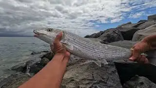 Dunking off Lsd wall - FIRST EVER OIO / Big Island Fishing