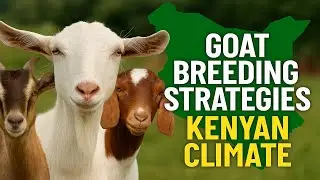 Best Goat Breeds for Kenyan Climate | Breeding Strategies That Work in 2025