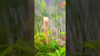 lgi kitni sari lag gai hai live aquarium #fish #vlog #shorts #rewa #trending #sweet #viral #art #yt