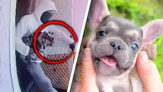 Why do people steal French Bulldogs?