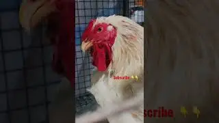 Giriraj chicken #chicken