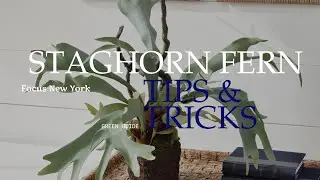 Staghorn Fern Care: Light, Watering, Mounting & Common Problems by Focus New York