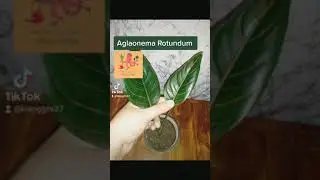Aglaonema Rotundum #MotherOctopusplantsandcrafts #Goodluckplantb