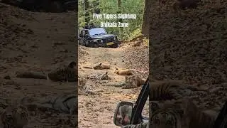 Dhikala Zone Five Tigers Sighting | Tigers Of India | Jim Corbett National Park
