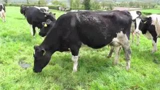 Dairy Know-How: Milk Recording