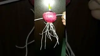 How to grow Onion roots in water #shorts
