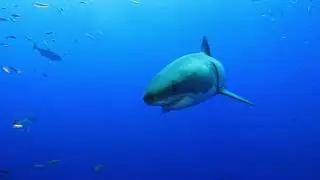 グアダルーペのホホジロザメ